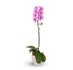 Orchid (Phalaenopsis) Single Stem